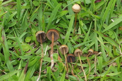 Psilocybe mexicana
