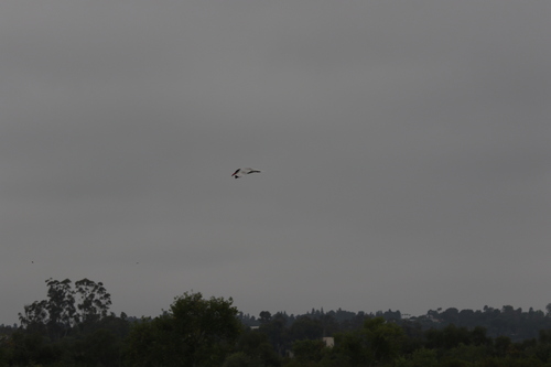 iNaturalist observation photo of Caspian Tern