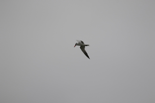 iNaturalist observation photo of Caspian Tern