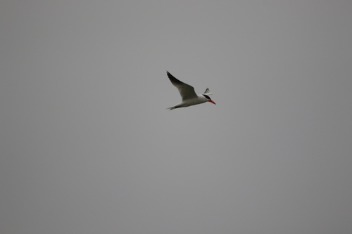 iNaturalist observation photo of Caspian Tern