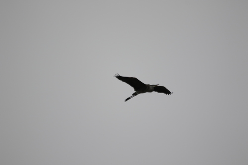 iNaturalist observation photo of Great Blue Heron