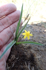 Hypoxis angustifolia