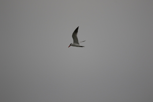 iNaturalist observation photo of Caspian Tern