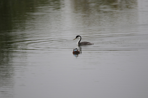 iNaturalist observation photo of Western Grebe
