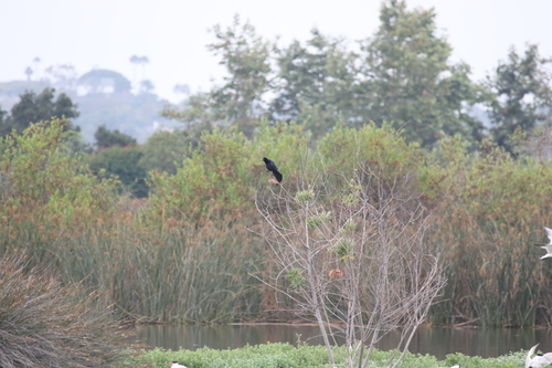 iNaturalist observation photo of Great-tailed Grackle