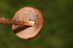 Psilocybe mexicana