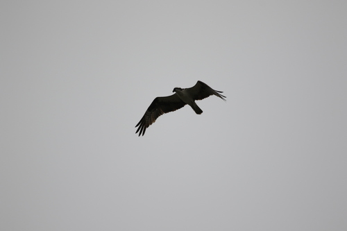 iNaturalist observation photo of Osprey