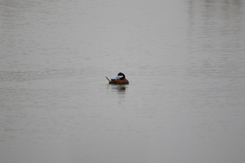 iNaturalist observation photo of Ruddy Duck