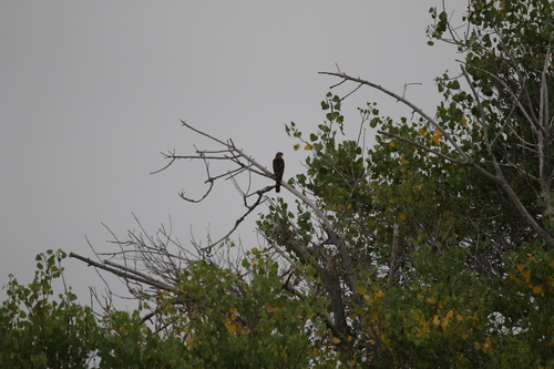 iNaturalist observation photo of Cooper's Hawk