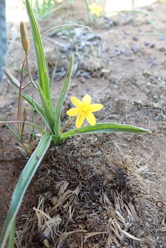 Image of Hypoxis angustifolia by no rights reserved
