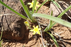 Hypoxis angustifolia