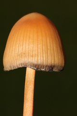 Psilocybe mexicana