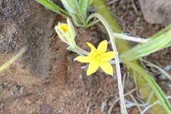 Hypoxis angustifolia