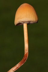 Psilocybe mexicana