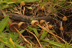 Psilocybe mexicana
