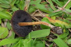 Psilocybe subtropicalis