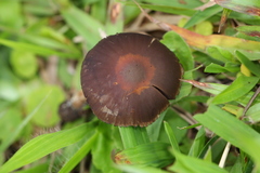 Psilocybe subtropicalis
