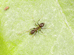 Nylanderia steinheili