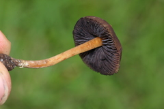 Psilocybe subtropicalis