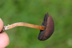 Psilocybe subtropicalis