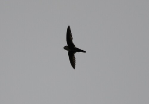 iNaturalist observation photo of White-throated Swift