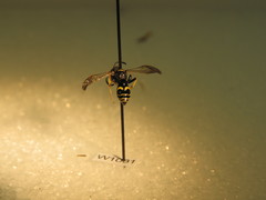 Philanthus bilunatus