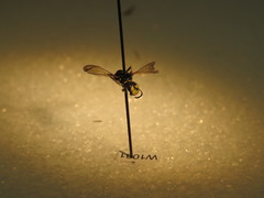 Philanthus bilunatus