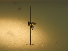 Philanthus bilunatus