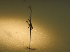 Philanthus bilunatus