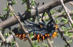 Julodis viridipes