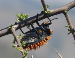 Julodis viridipes