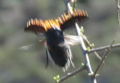 Julodis viridipes