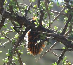 Julodis viridipes