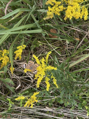 Common Buckeye