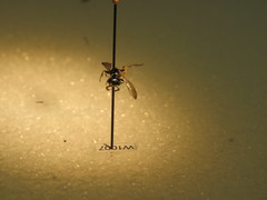 Philanthus bilunatus