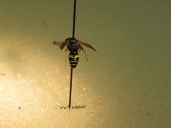 Philanthus bilunatus