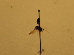 Philanthus lepidus
