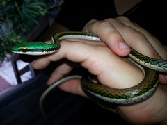 Leptophis mexicanus