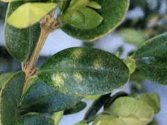 Monarthropalpus flavus