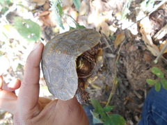 Rhinoclemmys rubida rubida