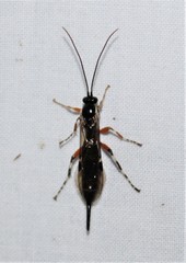 Itoplectis