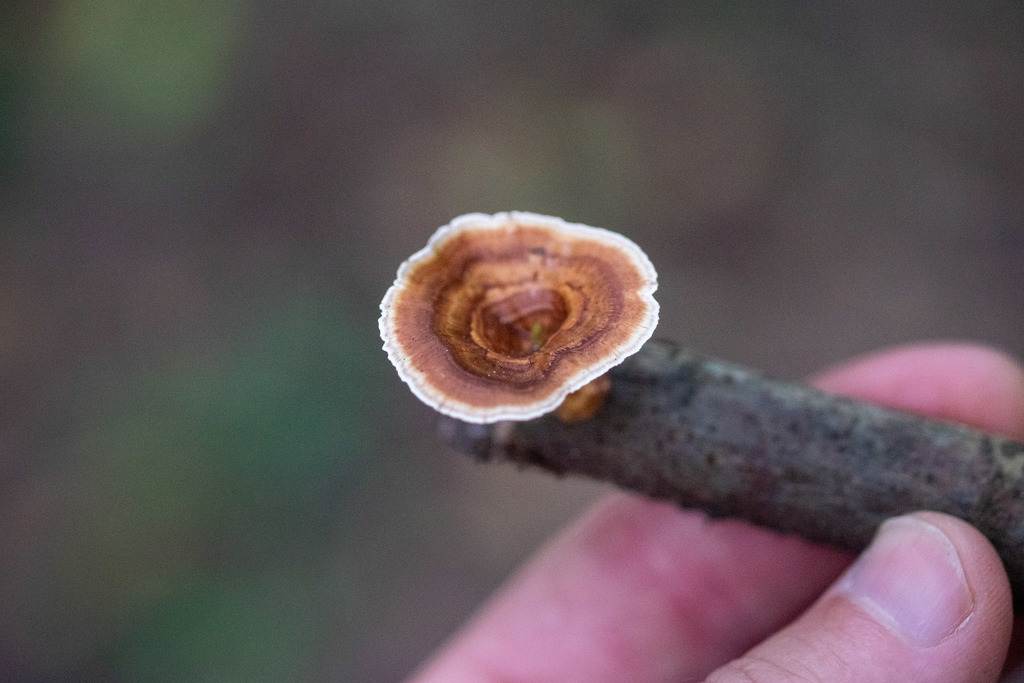 Microporus xanthopus · December 2019 · photo: © shawnodonnell (iNaturalist, cc0)