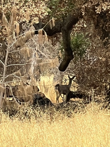 iNaturalist observation photo of California Mule Deer