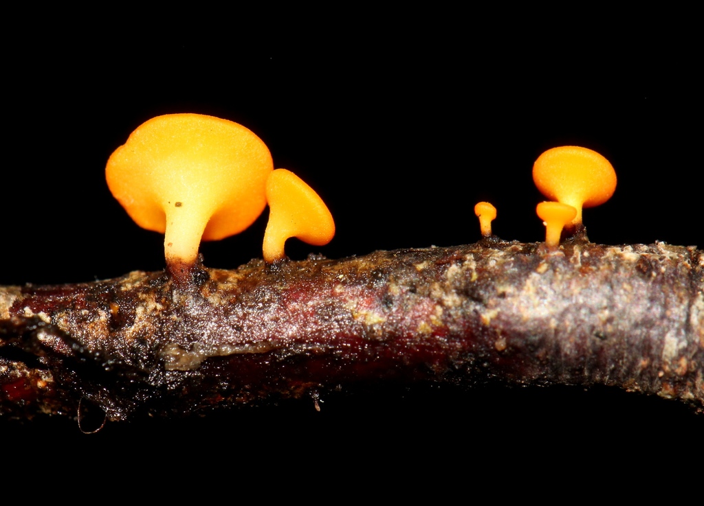 Dicephalospora
