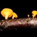 Dicephalospora rufocornea - Photo (c) Alan Rockefeller, algunos derechos reservados (CC BY), subido por Alan Rockefeller