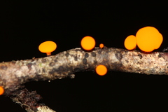 Dicephalospora rufocornea