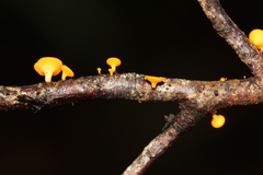 Dicephalospora rufocornea