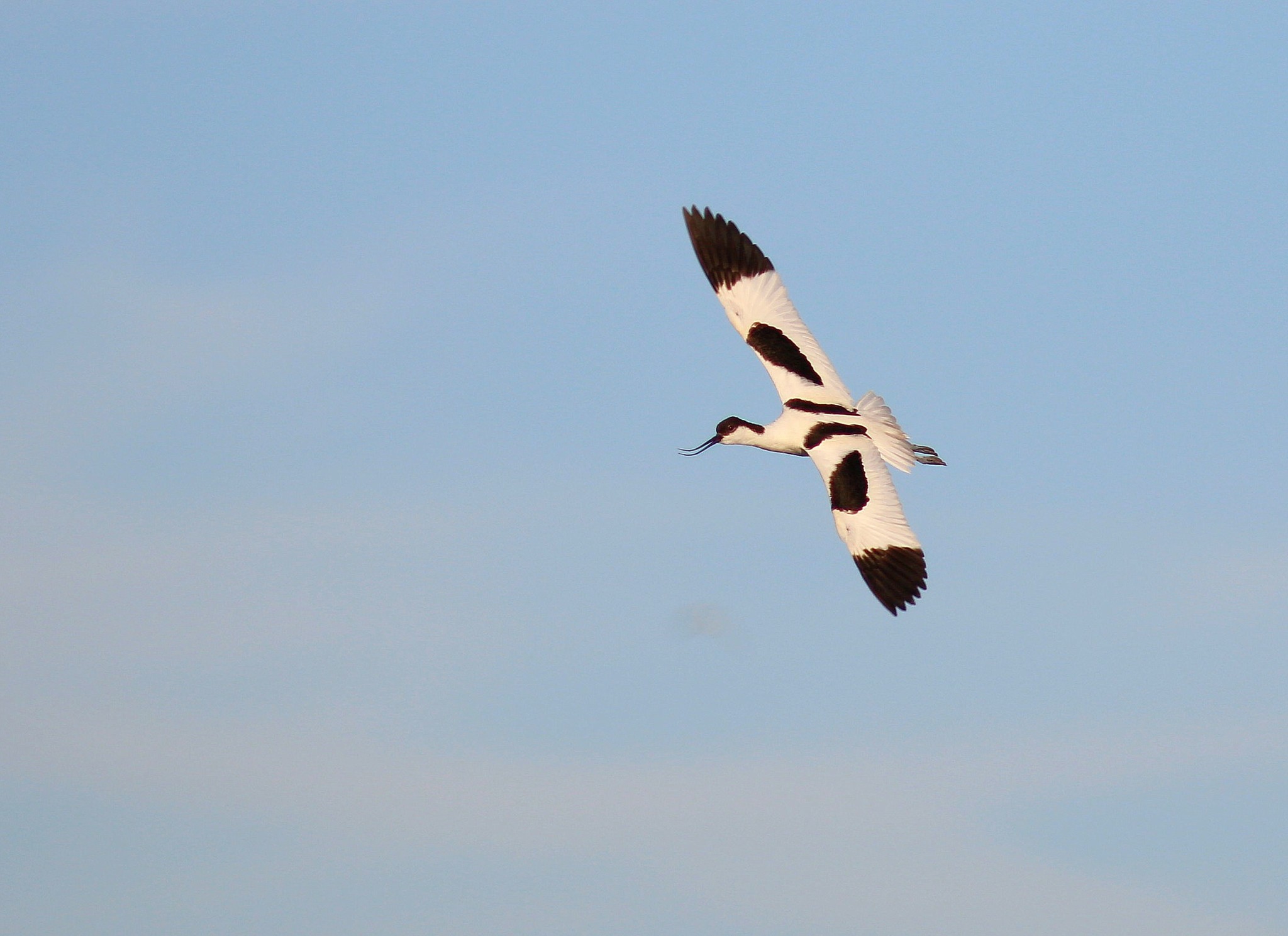 Pied Avocet (Recurvirostra avosetta)