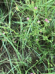 Cordylostigma virgatum