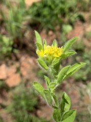Leobordea corymbosa
